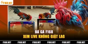 Đá Gà F168
