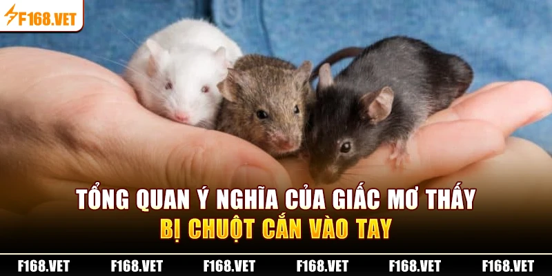 Tổng quan ý nghĩa của giấc mơ thấy bị chuột cắn vào tay