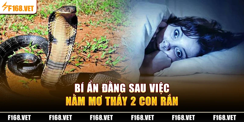 Bí ẩn đằng sau việc nằm mơ thấy 2 con rắn